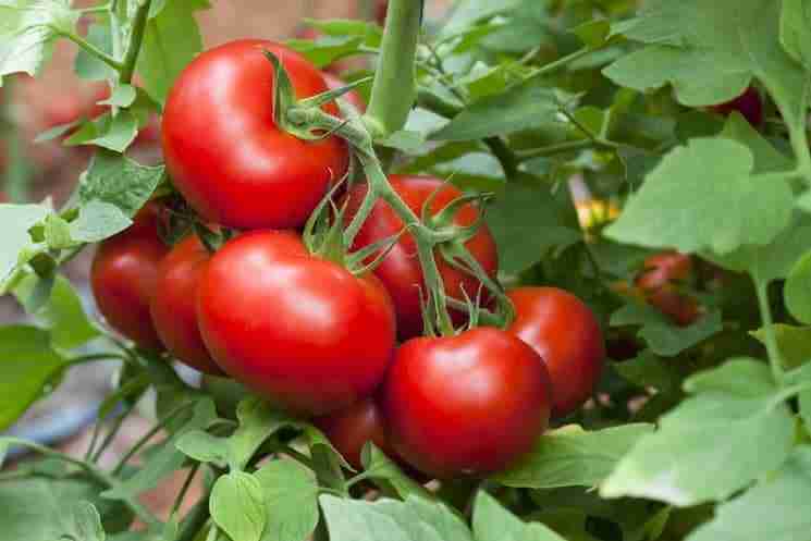 Come coltivare pomodori biologici