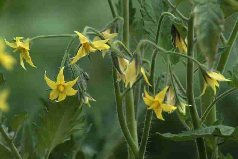 Fiori di pomodoro