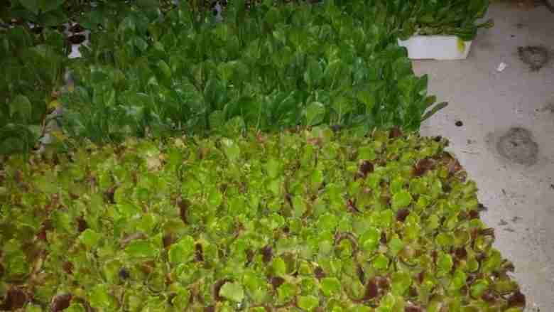 Bietola e insalata in semenzaio