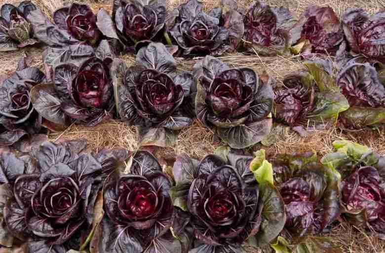 Semina dell'orto di radicchio