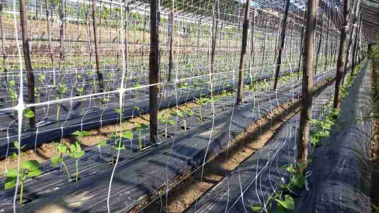 Coltivare fagiolini - ragnetto rosso-campo di fagiolini con reti di sostegno e pacciamatura