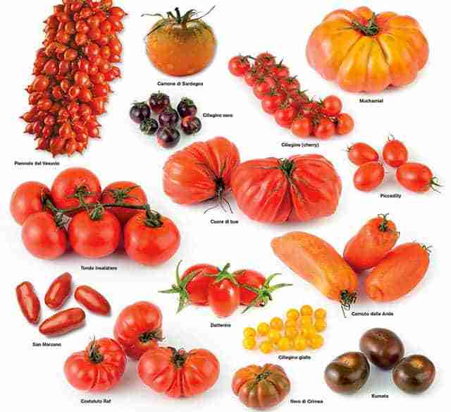 Varietà di pomodori da coltivazione