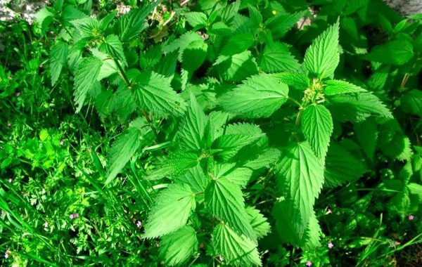 Pungiglioni di parassiti in un fegato
