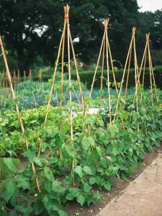 Coltivare fagiolini - ragnetto rosso-sostegno con canne di bambu a capanna