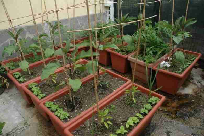 Orto sul balcone o sul terrazzo-solanacee in vaso con sostegni