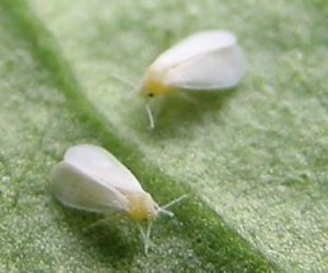 Coltivare melanzane-mosca bianca-Aleurodidi