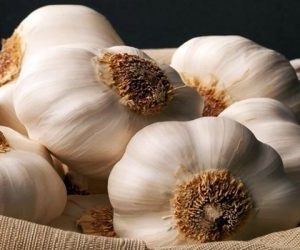 Infuso d'aglio - macerato d'aglio-varietà bianco Polesano