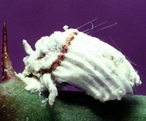 Cocciniglia cotonosa degli agrumi