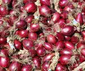 Coltivare cipolle rosse di Tropea