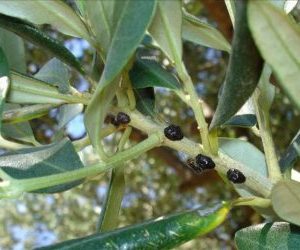 Cocciniglia mezzo grano di pepe