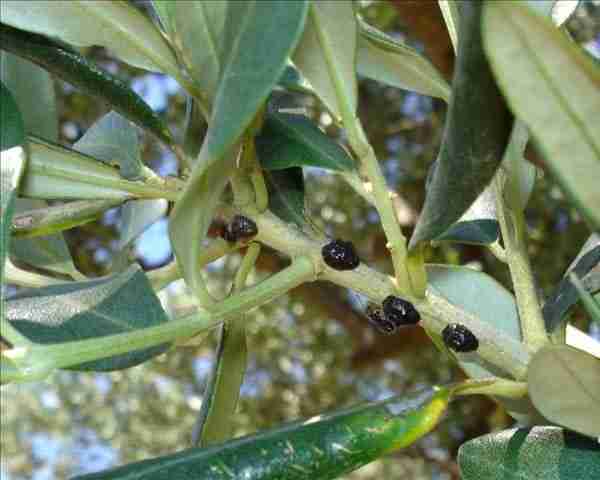 Cocciniglia mezzo grano di pepe