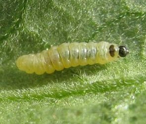 Larva di tuta absoluta del pomodoro