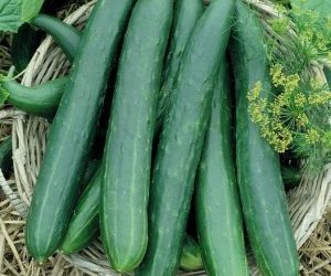 Coltivare cetrioli - cetriolo varietà lungo verde degli ortolani