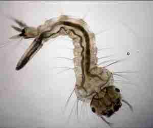bacillus thuringiensis israelensis -insetticida biologico-larva di zanzara tigre