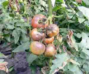 Peronospora del pomodoro - attacco ai frutti maturi