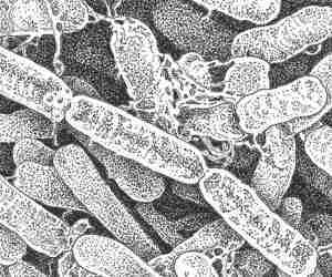 bacillus thuringiensis-insetticida biologico-