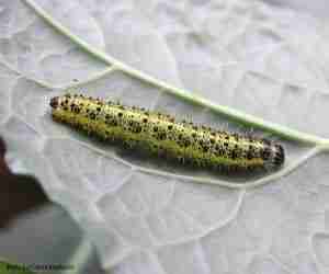 bacillus-thuringiesis-insetitcida biologico-larva-di-cavolaia