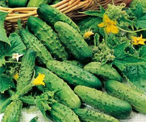 coltivare cetrioli-cetriolo varietà piccolo di Parigi