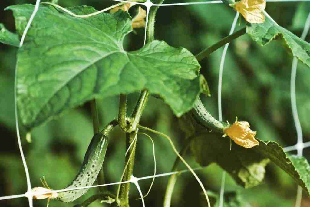 Traliccio Da Giardino A Forma Di A Per Cetrioli, Piselli E Pomodori - 30 Pali In Acciaio, Facile Da Montare