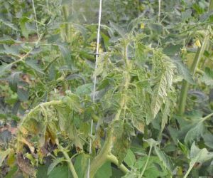 Le virosi del pomodoro - bronzatura fogliaria su giovane pianta di pomodoro