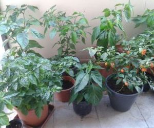 Coltivare peperoncini - piante di peperoncino sul balcone
