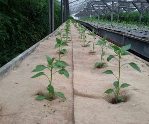 Coltivare peperoncini - pacciamatura naturale con telo in juta