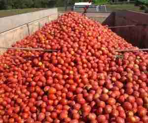 Conservare i semi dei pomodori - produzione industriale di pomodori