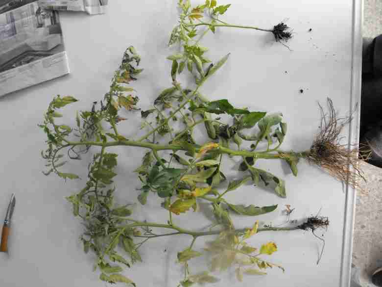 La virosi del pomodoro - pianta di giovane età attaccate dal virus