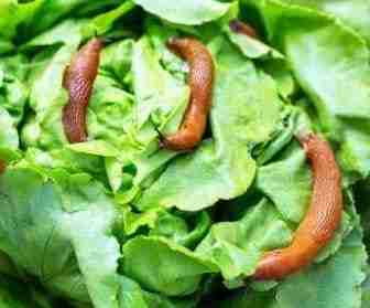 Attacco di limacce su insalata