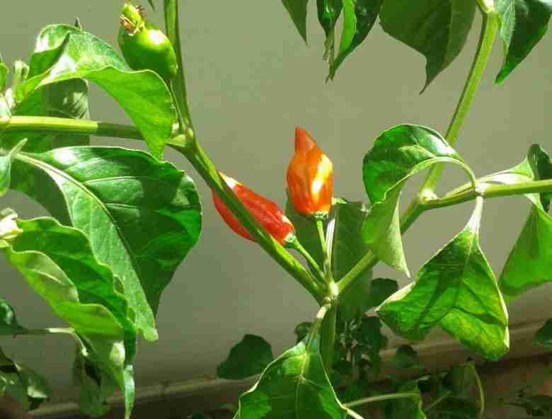 Coltivare peperoncini - varietà Naga Morich