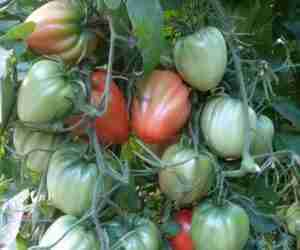 Conservare i semi dei pomodori - palco con diversi gradi di maturazione del frutto