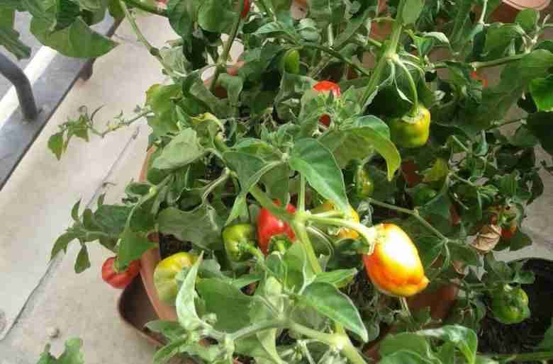 Coltivare peperoncini - varietà Habanero Orange