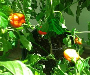 Coltivare peproncini - varietà Habanero Red Savina