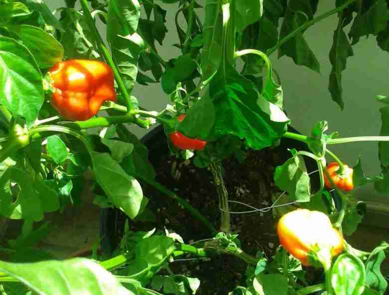 Coltivare peproncini - varietà Habanero Red Savina