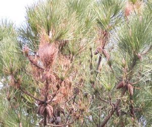Danno sulla vegetazione fatto dalla processionaria del pino