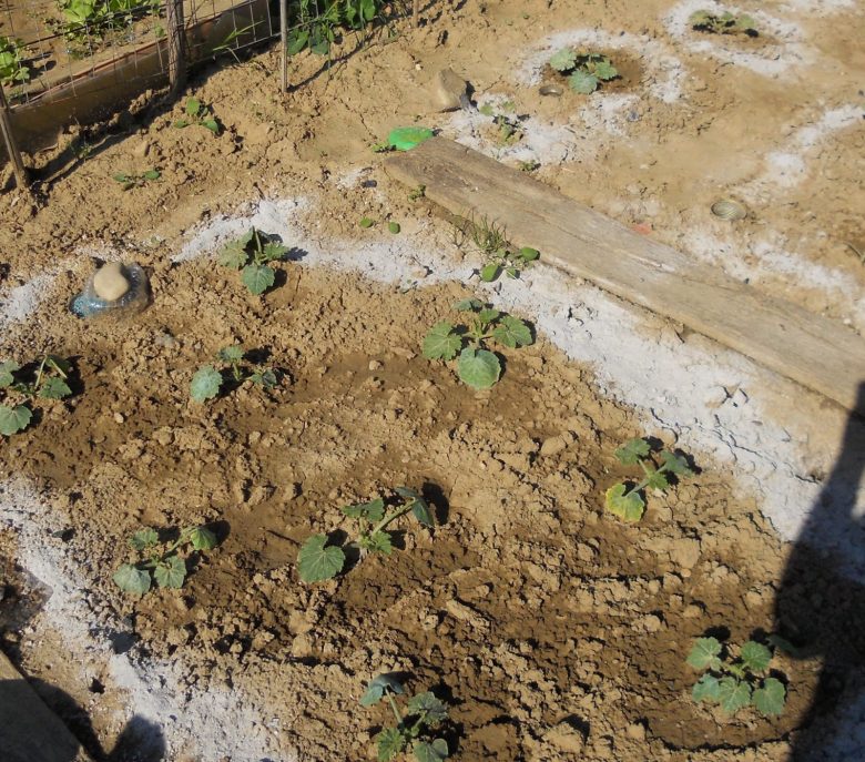 Allontanare le lumache con la cenere di legna