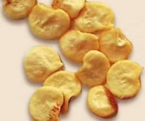 Coltivare peperoncini - dettaglio semi di peperoncino