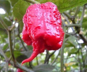 Peperoncino Carolina reaper