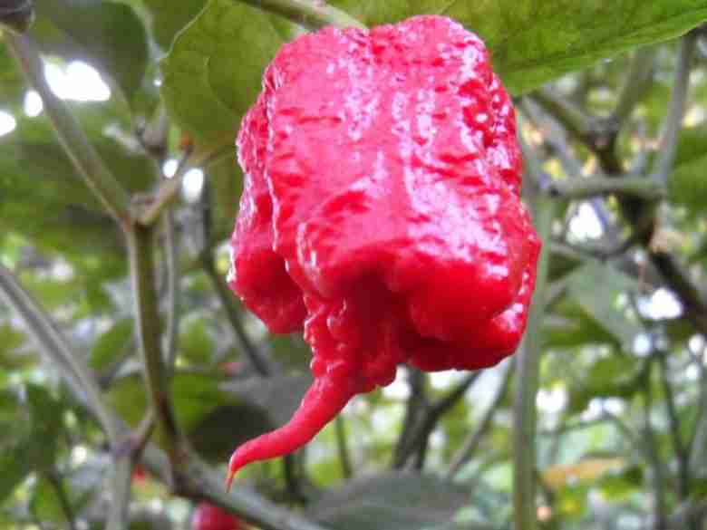 Peperoncino Carolina reaper