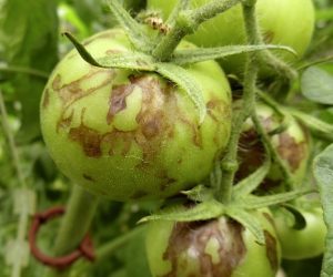 Virosi del pomodoro - attacco del virus sui frutti verdi