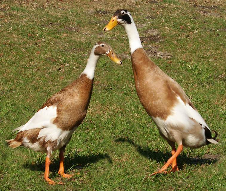 Rimedio naturale contro le lumache: le oche corritrici indiane