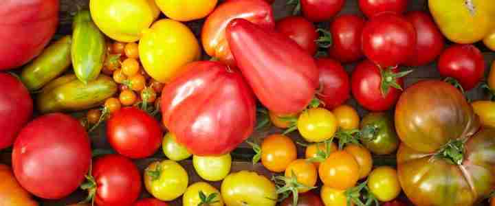 Semi di pomodori, come conservarli e perché Semi di pomodori, come conservarli e perché