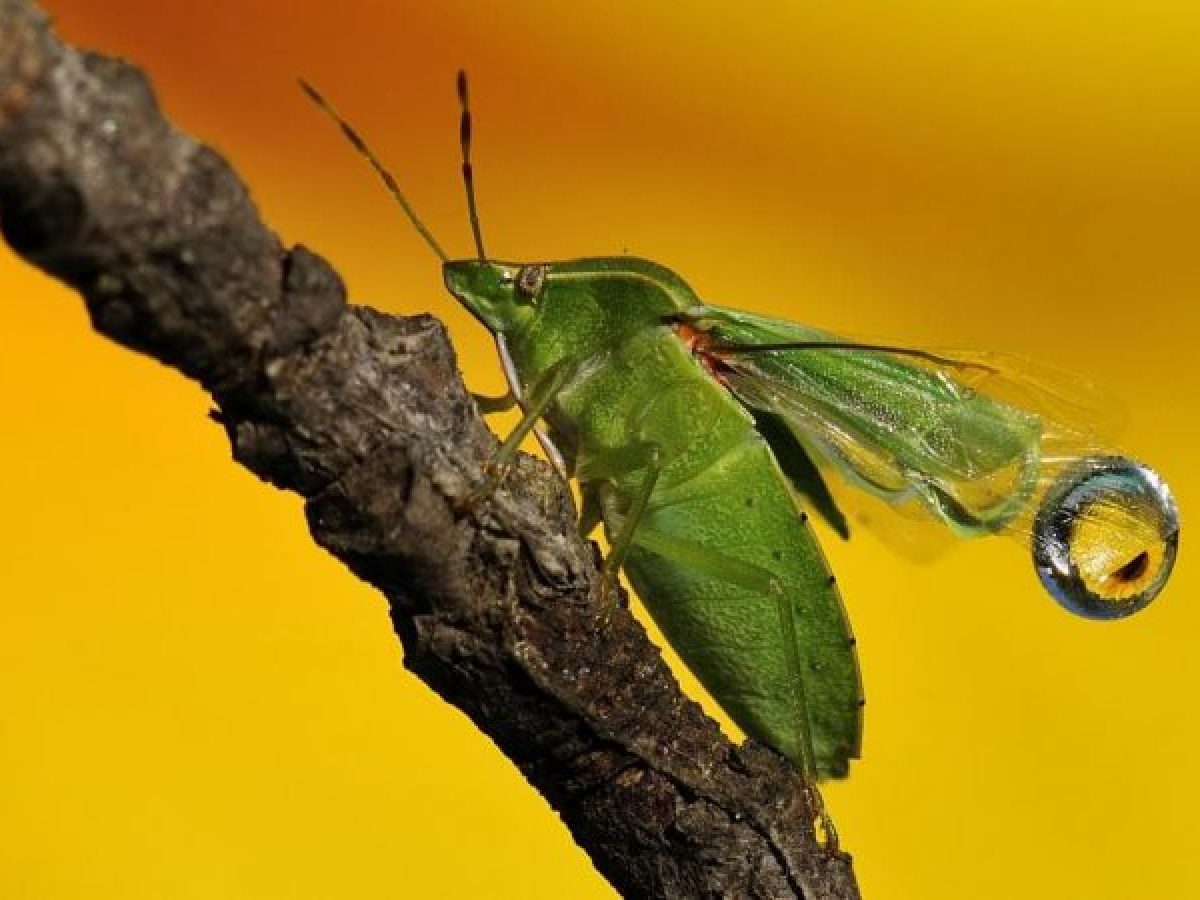 Cimici Verdi E Cimici Asiatiche O Cinesi Come Rimediare Alle Infestazioni Coltivazione Biologica