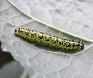 La cavolaia - riconoscimento e difesa biologica - larva di cavolaia