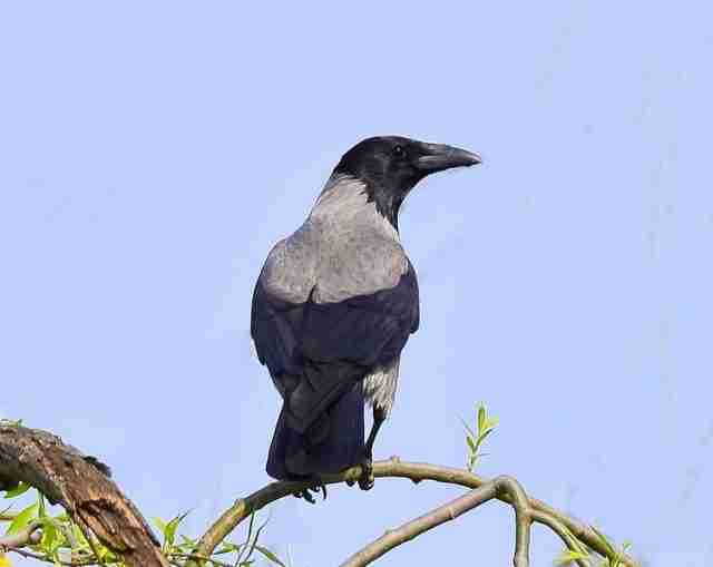 Come allontanare i piccioni gli uccelli- Cornacchia grigia