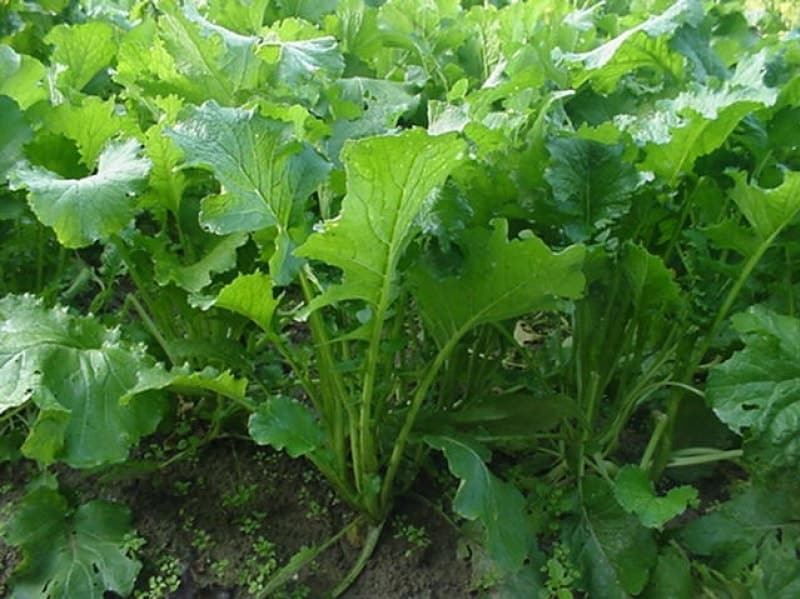 Seminare e coltivare cime di rapa biologiche ...