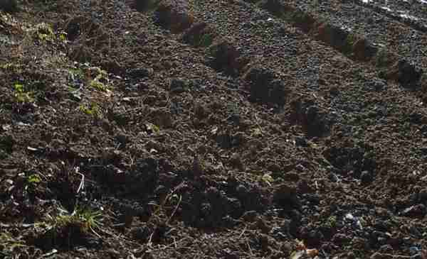 Semina e coltivazione delle cime di rapa - terreno ideale per la coltivazione