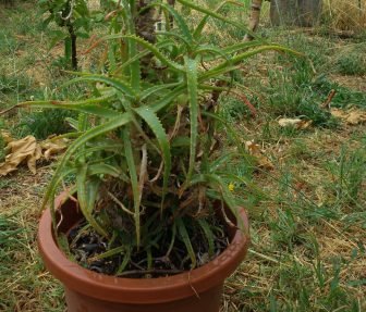 Pianta madre di aloe arborescens