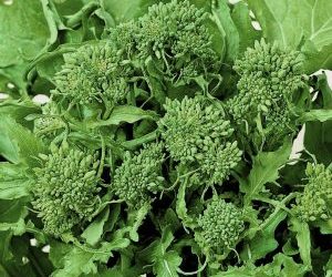 Semina e coltivazione delle cime di rapa - ricacci laterali