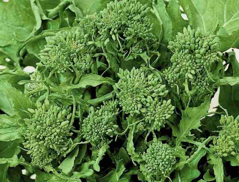 Semina e coltivazione delle cime di rapa - ricacci laterali